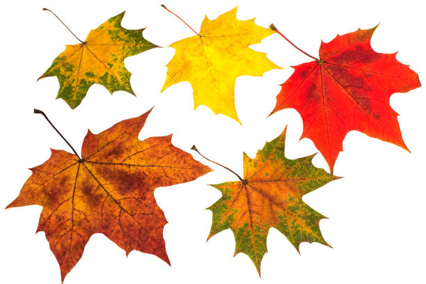 istock Autumn maple leaves with diverse coloring on white background 828078400
