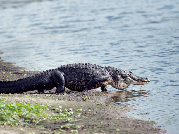 istock Alligator goes to the lake 828079112
