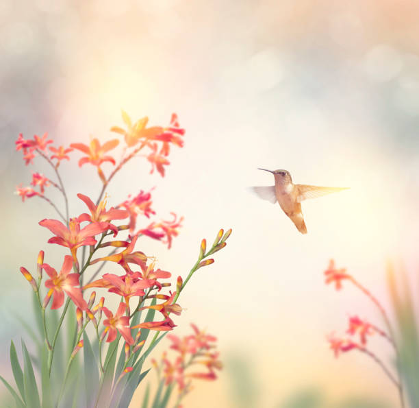 istock Crocosmia Flowers and a hummingbird 828079298