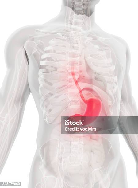 3d Illustration Of Stomach Stock Photo - Download Image Now - Stomach, Abdomen, Anatomy