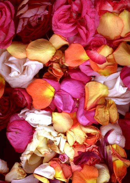 Rosenblätter auf dem Bett Scannen – Foto