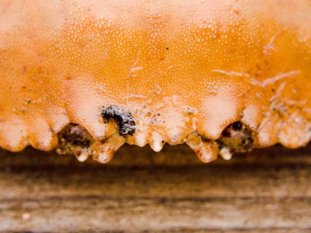 crab shell stock photo