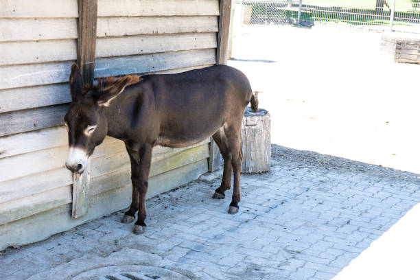 istock brown donkey standing in the shadow outside 828080942