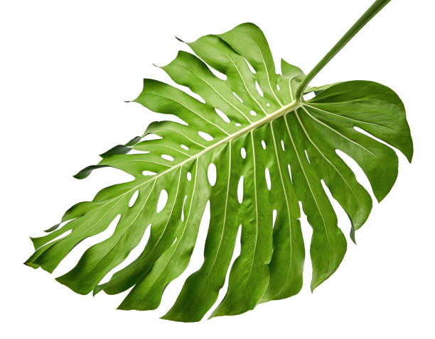 monstera deliciosa 잎 또는 스위스 치즈 공장, 클리핑 경로와 흰색 배경에 고립 - mexico close up frond nature 뉴스 사진 이미지