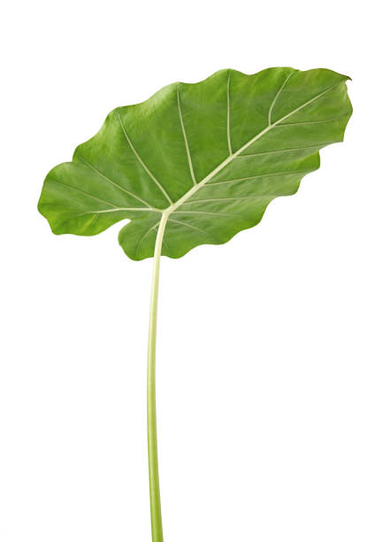 istock Colocasia leaf, Large green foliage (also called Night-scented Lily or giant upright elephant ear)  isolated on white background, with clipping path 828088546