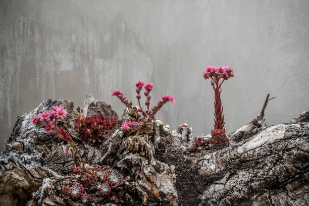 Surreal flowers in violet colors looking alien and from outher space growing on mystical rocks