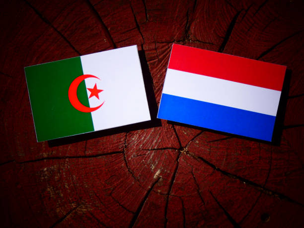 istock Algerian flag with Dutch flag on a tree stump isolated 828091648
