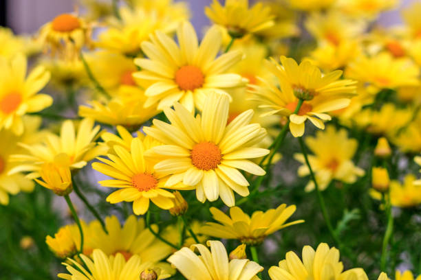 istock Yellow flowers in flowerbed 828092538