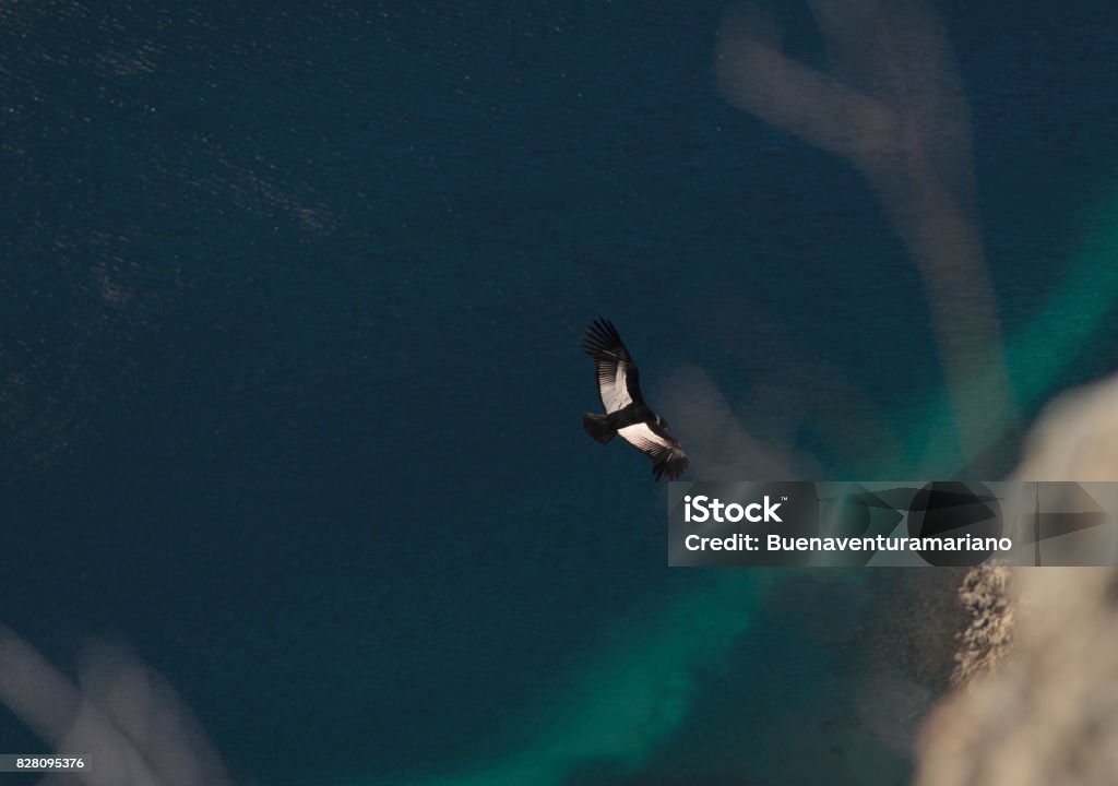 Andean Condor, Vultur Gryphus. Andean Condor flying over the Andes Mountain Range. Sudamerica. Andean Condor Stock Photo