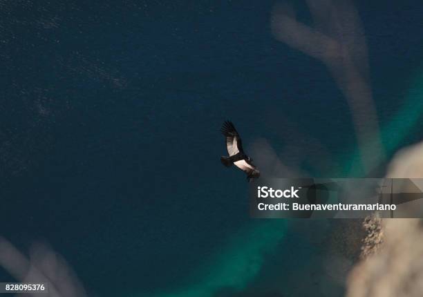 Andean Condor Vultur Gryphus Stock Photo - Download Image Now - Andean Condor, Andes, Animal