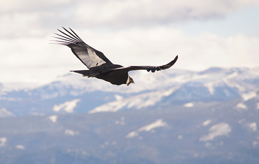 Andean Condor flying over the Andes Mountain Range. Sudamerica.