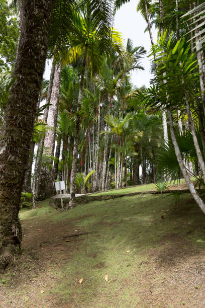 istock Tropical garden Martinique 828096522