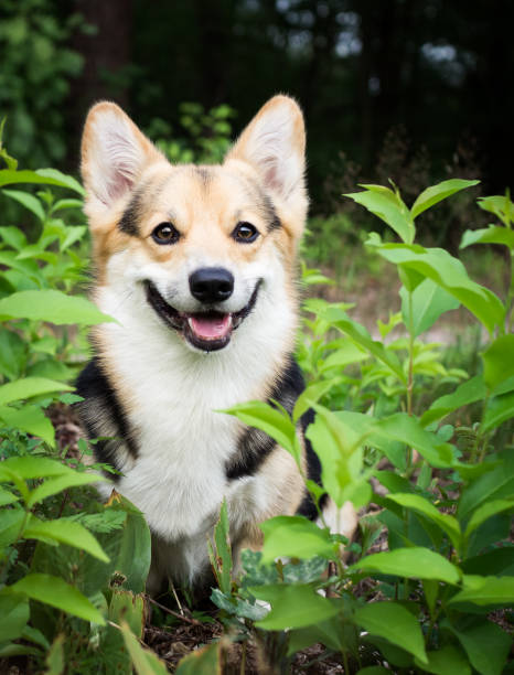 istock Welsh corgi pembroke for a walk in the beautiful forest. 828096806
