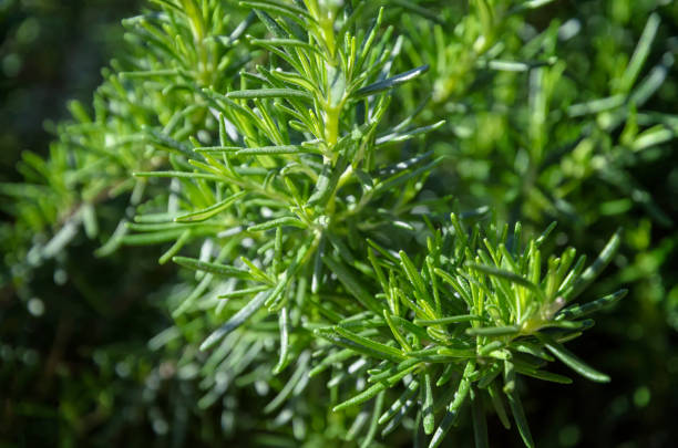 istock Fresh Rosemary Herb grow outdoor. 828096888