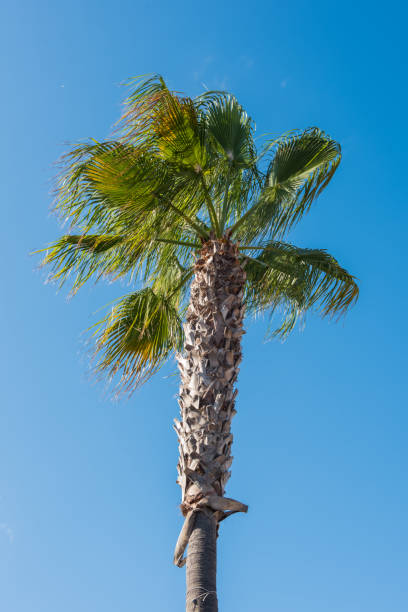 istock Date palm with fruits against blue sky on Majorca 828101678