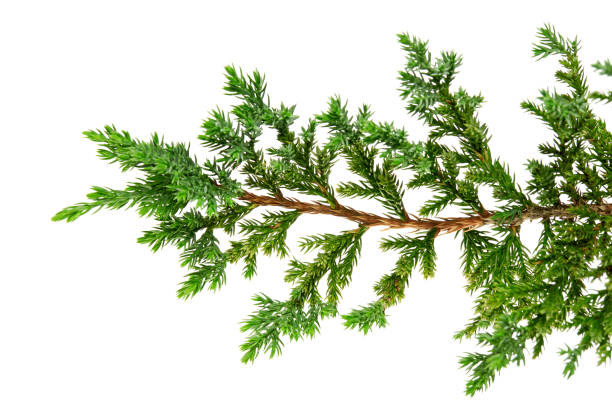 Juniperus horizontalis leaves or Creeping juniper leaves isolated on white background, with clipping path Juniperus horizontalis leaves or Creeping juniper leaves isolated on white background juniperus horizontalis stock pictures, royalty-free photos & images