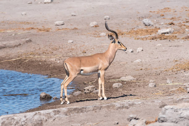 istock Black-faced impala ram, Aepyceros melampus, at a waterhole 828103250
