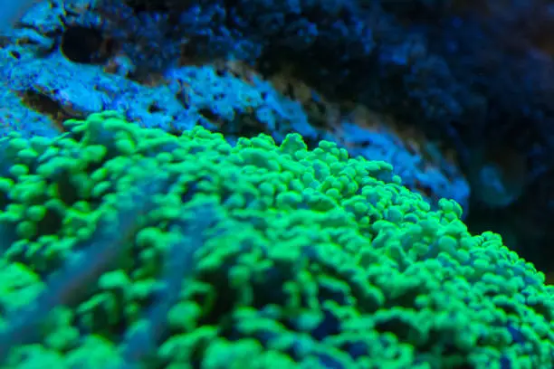 Living corals are very close