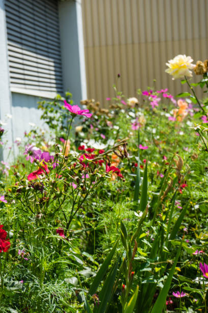istock flowers blooming next to industrial building 828106726