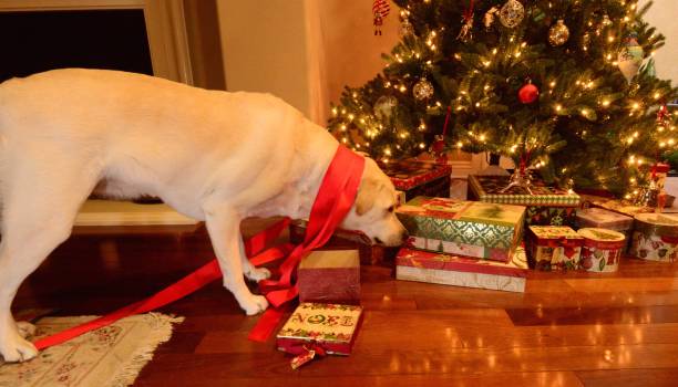 istock Labrador Retriever at Christmas 828106894