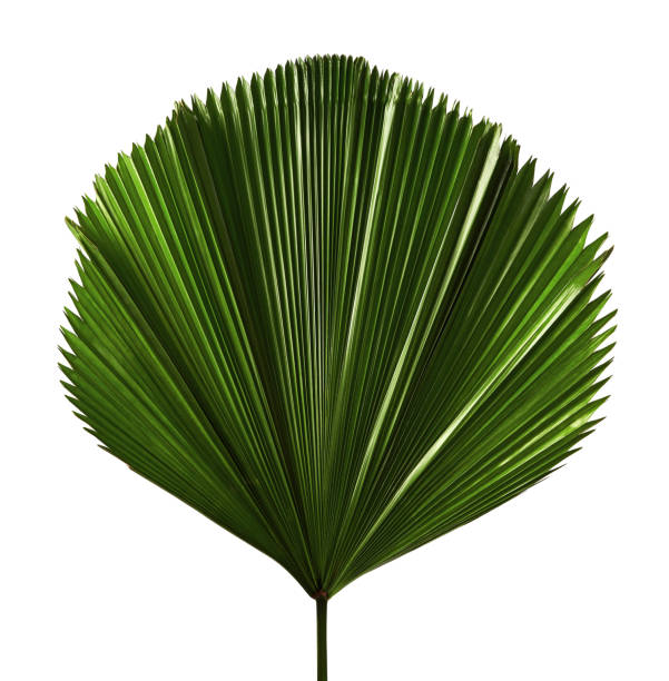 Licuala grandis or Ruffled Fan Palm leaf, Large tropical foliage, Pleated leaf  isolated on white background, with clipping path Licuala grandis or Ruffled Fan Palm leaf, Large tropical foliage, Pleated leaf  isolated on white background fan palm tree photos stock pictures, royalty-free photos & images