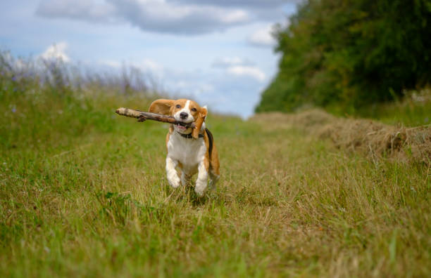 istock Beagle dog running with a stick in his teeth 828110720