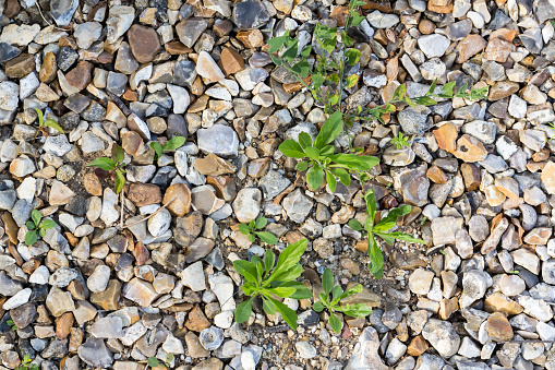 Weeds parasites pests, dandelion, grass in gravel before herbicide, weedkiller, weed whacker
