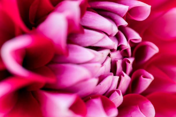 istock extreme macro closeup of a flower 828116430