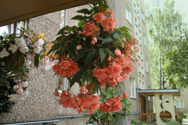 istock Begonia tuberhybrida pendula in hanging basket. 828118076