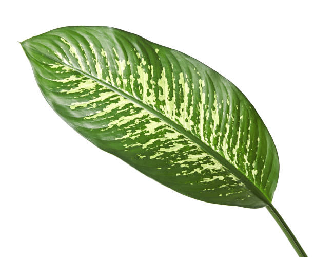 istock Dieffenbachia leaf (dumb cane), Green leaves containing white spots and flecks, Tropical foliage isolated on white background, with clipping path 828120396