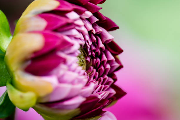 istock extreme macro closeup of a flower 828120540