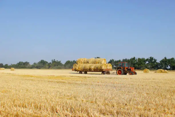 Agriculture - tractor carries a haystack. Tractor with hay.