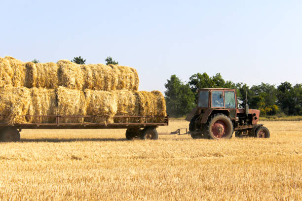 istock Tractor carrying hay bale rolls - stacking them on pile. Agricultural machine collecting bales of hay on a field 828120864