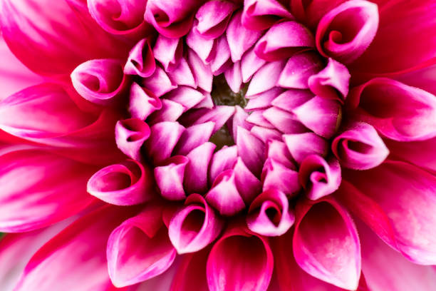 istock extreme macro closeup of a flower 828121312
