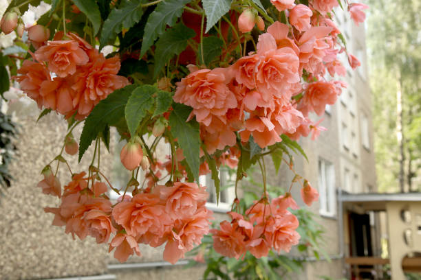Begonia tuberhybrida pendula in hanging basket.