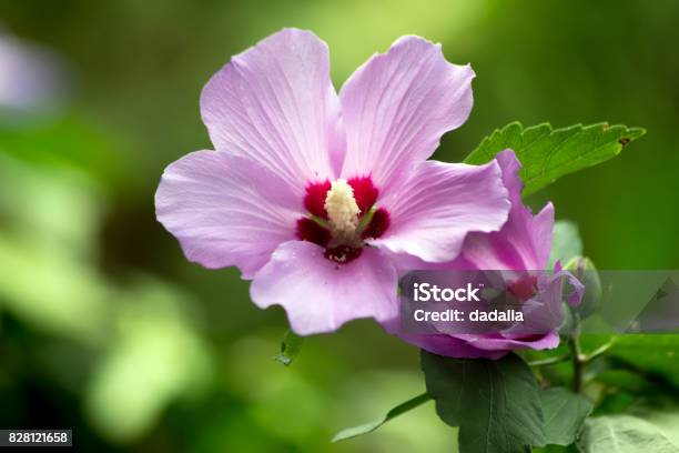 Shrub Mallow Stock Photo - Download Image Now - Sharon Plain, Rose - Flower, Beauty