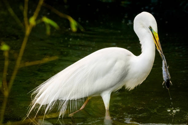 wielki egret z złowionych ryb w dziobie - white heron zdjęcia i obrazy z banku zdjęć