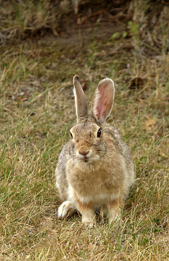 One of five types of hares and rabbits found in Alberta, Canada, the mountain cottontail tends ranges south from the southern parts of B.C., Alberta, Saskatchewan, and Manitoba to Arizona and New Mexico. Also known as Nuttall's cottontail (Sylvilagus nuttallii), the mountain cottontail's lifespan is normally under three years. Seeing them alone like this one is not unusual -- they tend to be non-social.