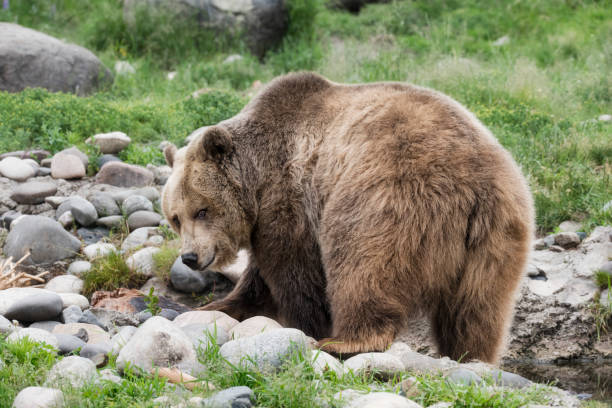 istock Grizzly bear on some grass near some water 828135978