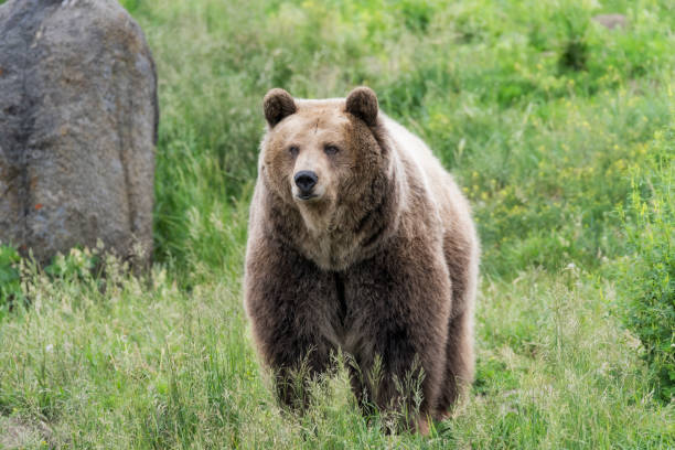 istock Grizzly bear on some grass near some water 828136044