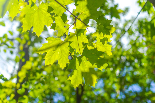 istock Fresh green leaves on the branch 828140140