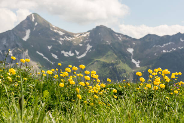istock Flowers in Swiss Alps 828151860