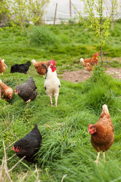 istock Cockerel standing in the middle of hens 828151964
