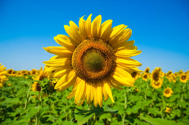 istock Sunflower field. Summer landscape 828155580