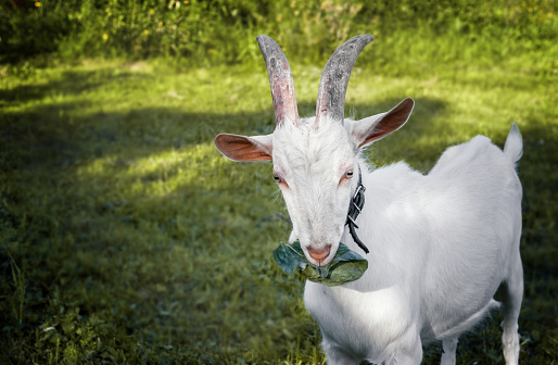 Beautiful young white horned goat chewing a cabbage leaf on a beautiful blurred green background. The horizontal frame.