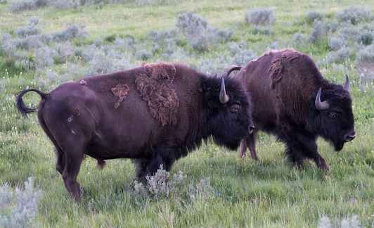 Bison/Buffalo fighting on the grass