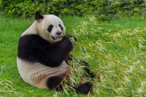 자이언트 판다 - panda giant panda china eating 뉴스 사진 이미지
