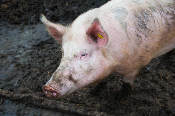 istock Domestic pigs on a farm 828175914