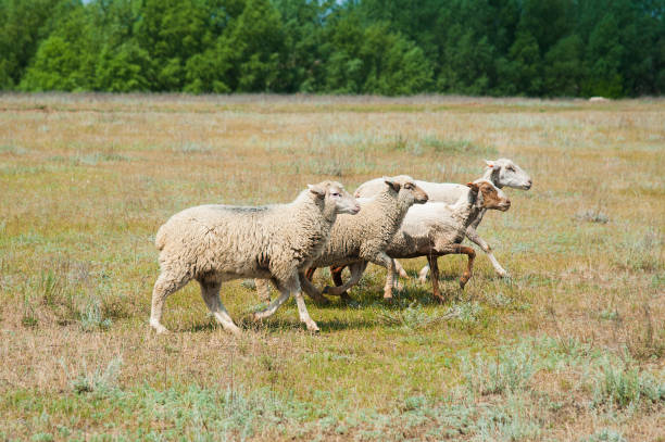 istock Flock of sheep on the meadow 828179018