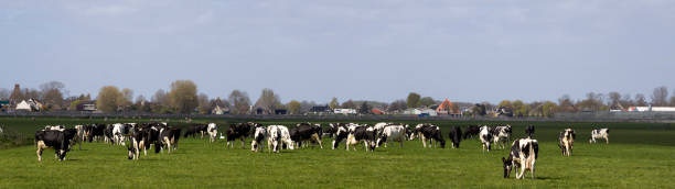 Dutch holstein cows in pasture stock photo